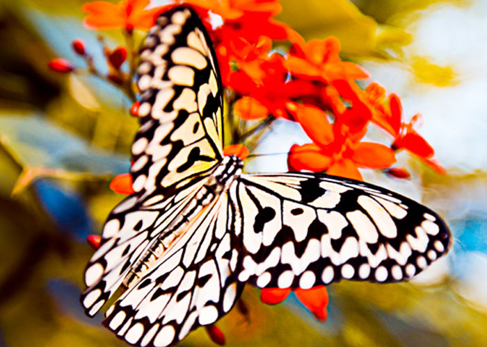 2013_vlinders fotografie