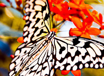 2013_vlinders